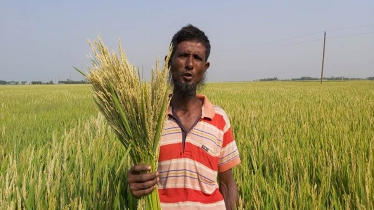 হাওরে স্বল্পমেয়াদি বোরো চাষে নতুন আশা, বন্যার আগেই কৃষকের ঘরে ধান