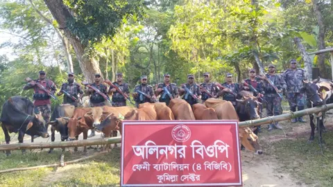 সীমান্তে বিজিবির অভিযানে অর্ধকোটি টাকার মদ ও ভারতীয় গরু জব্দ