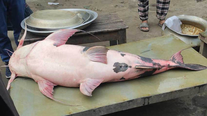 ভূঞাপুরে যমুনায় ধরা পড়লো ৩৮ কেজির বাঘাইড়