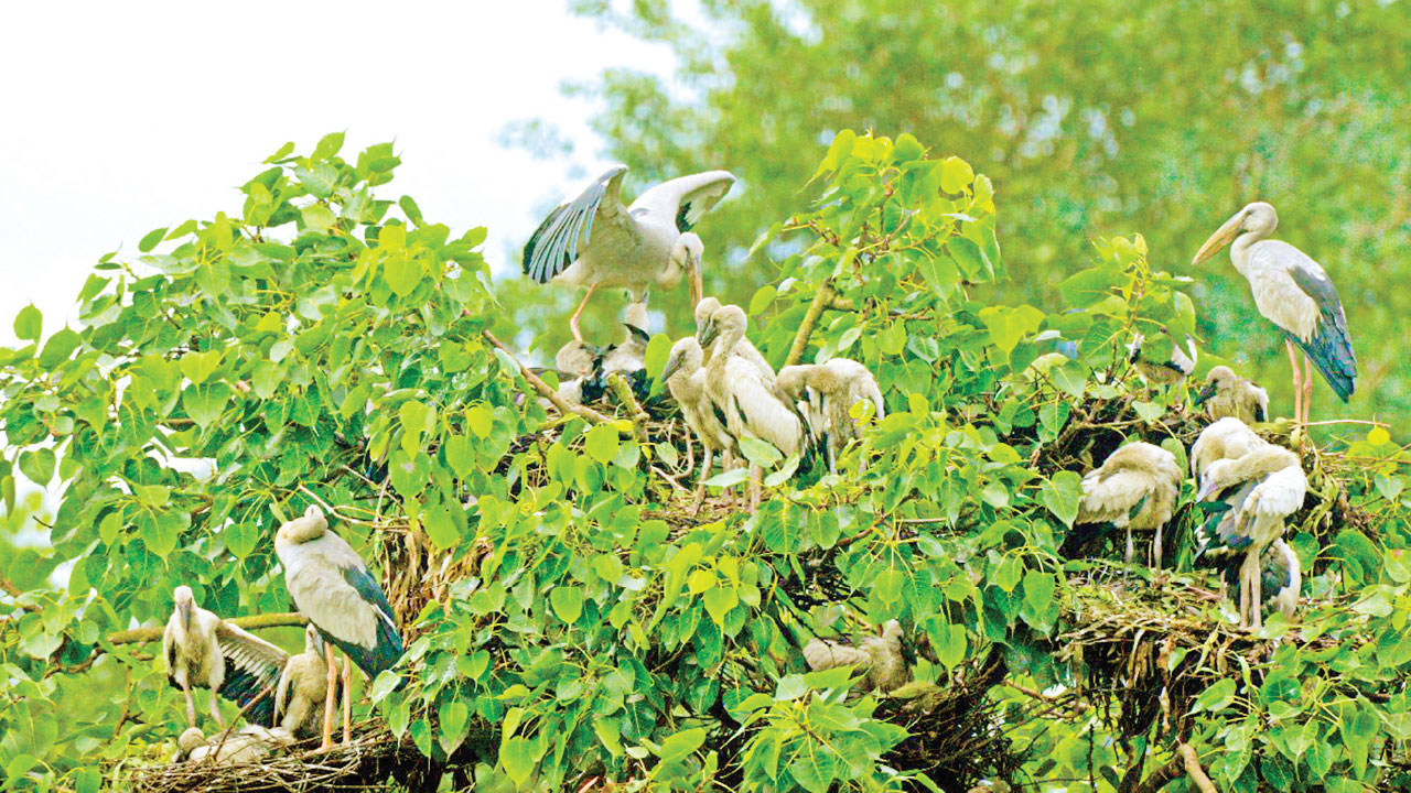 শামুকখোল পাখির রাজ্য বগুড়ার বিহারহাট