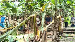 ঝিনাইদহে পূর্বশত্রুতার জেরে কৃষকের ফলন্ত কলাবাগান কেটে সাফ করে দিল দুর্বৃত্তরা