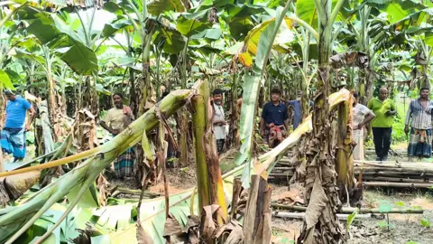 ঝিনাইদহে পূর্বশত্রুতার জেরে কৃষকের ফলন্ত কলাবাগান কেটে সাফ করে দিল দুর্বৃত্তরা
