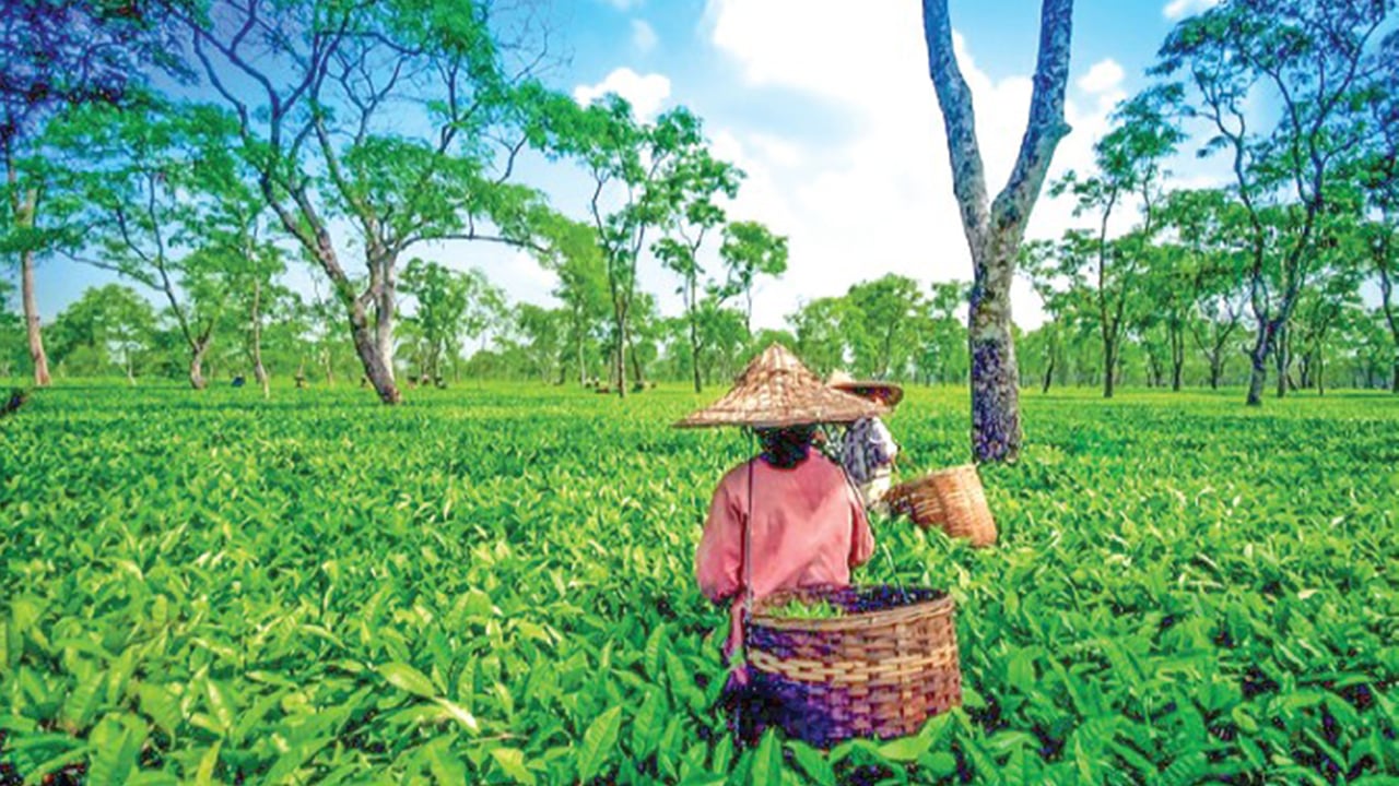 কৃষি পর্যটন : টেকসই উন্নয়নের নতুন দিগন্ত