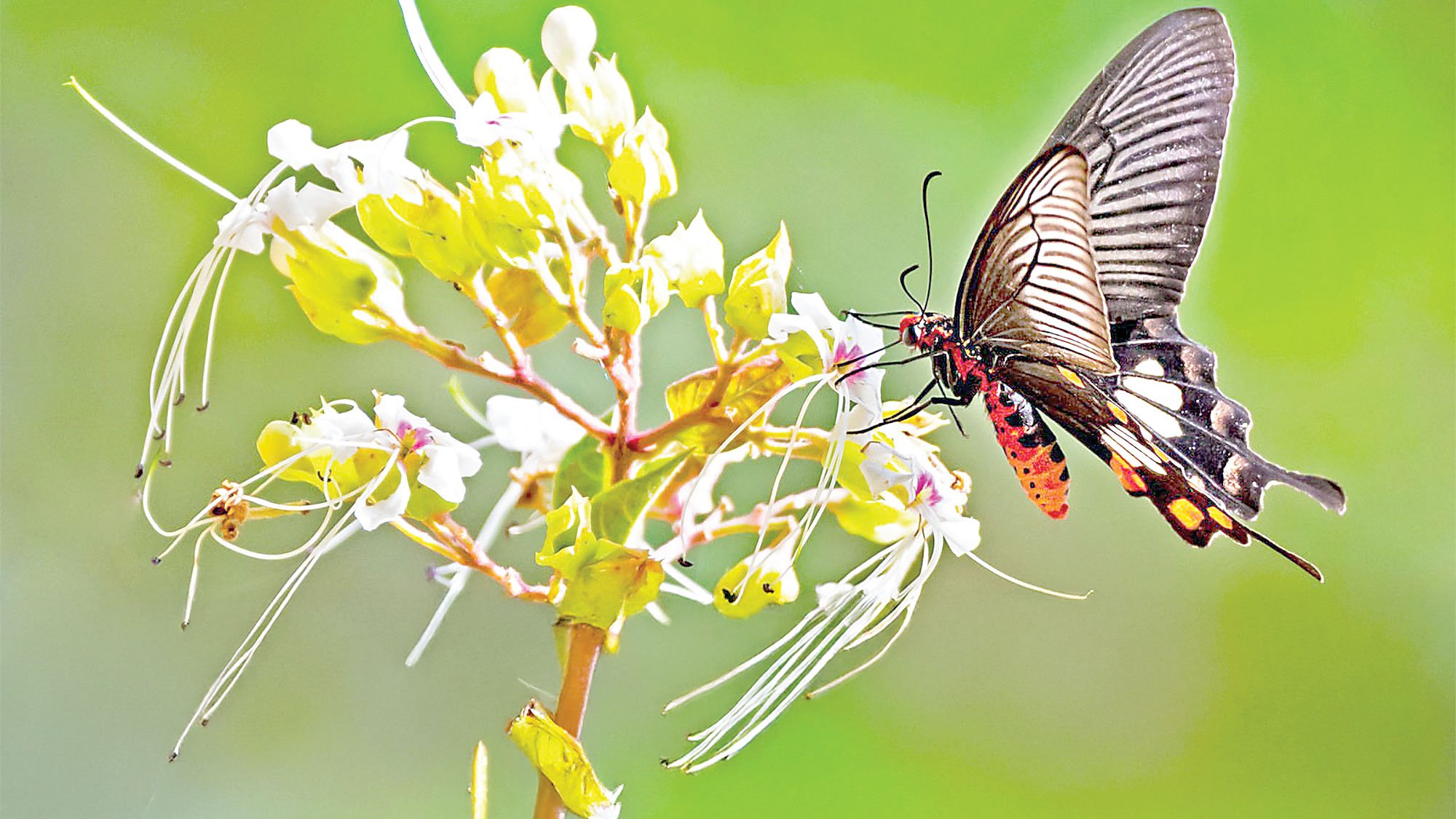 রঙিন প্রকৃতি বসন্ত