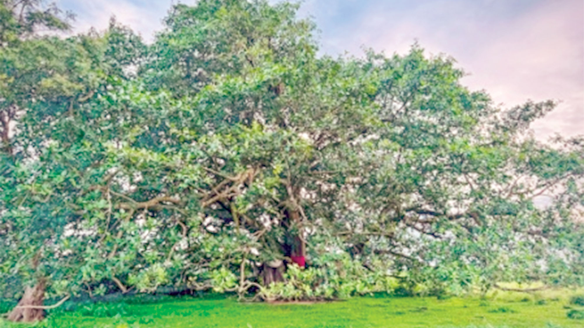 ২০০ বছরের পুরোনো বটগাছের শীতল ছায়া লাখাইয়ে