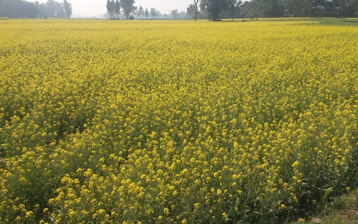 সরিষার ফুলে দোল খাচ্ছে কৃষকের স্বপ্ন