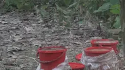 চাঁপাইনবাবগঞ্জে তিনটি লাল বালতিতে ককটেল সদৃশ বস্তু উদ্ধার
