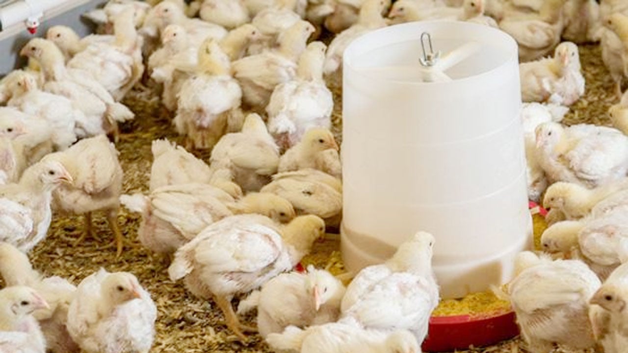 স্বাদ ও পুষ্টিগুণ বেশি পরিণত বয়সের ব্রয়লার মুরগির