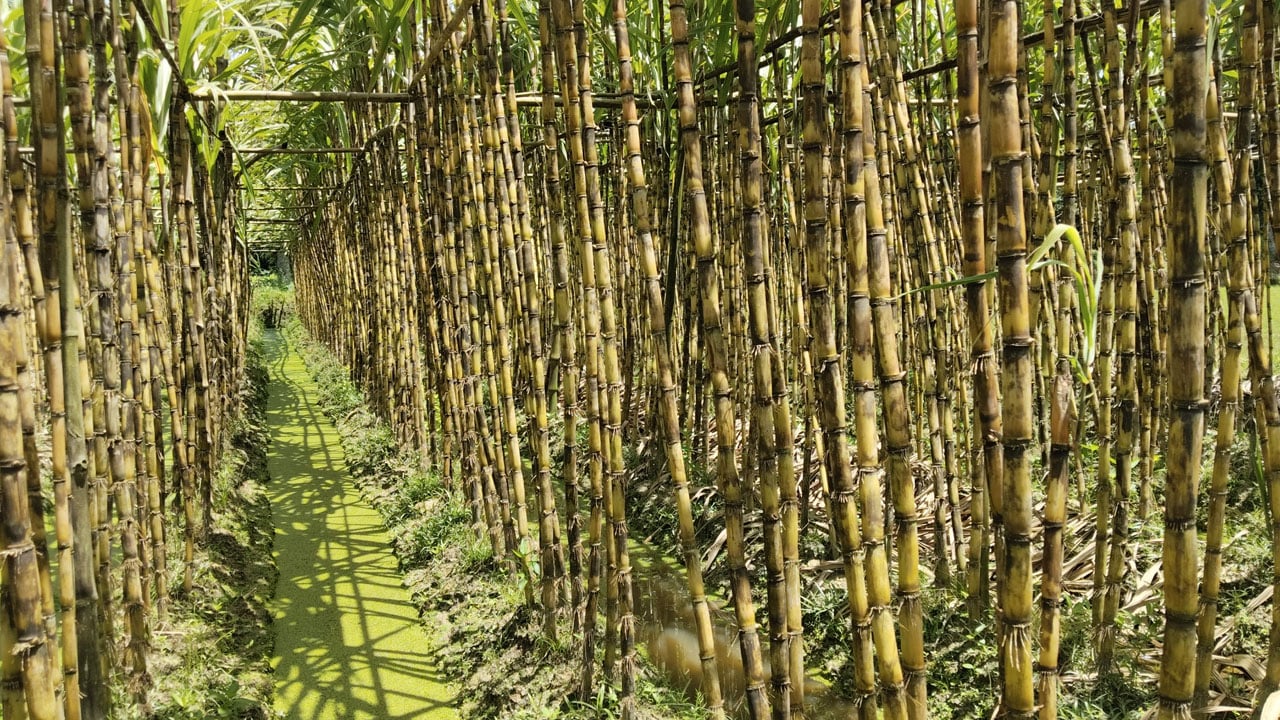 বরুড়ায় আখের বাম্পার ফলন, ভালো দামে হাসি কৃষকের মুখে