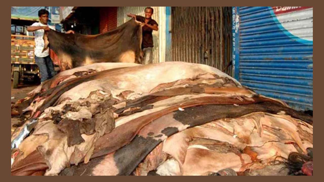 গতবারের চেয়ে এবার কোরবানির চামড়ার দাম বেশি নির্ধারণ