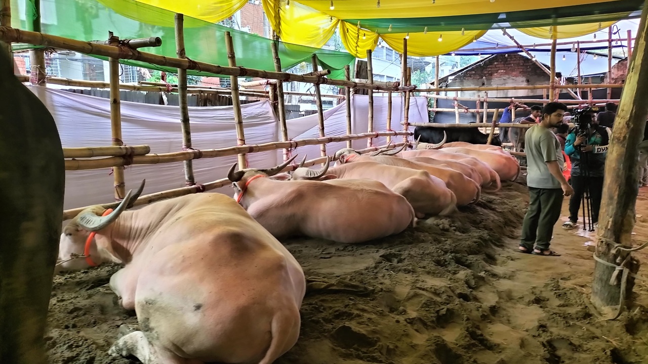 চট্টগ্রামে ছোট ও মাঝারি আকারের গরুর চাহিদা বেশি