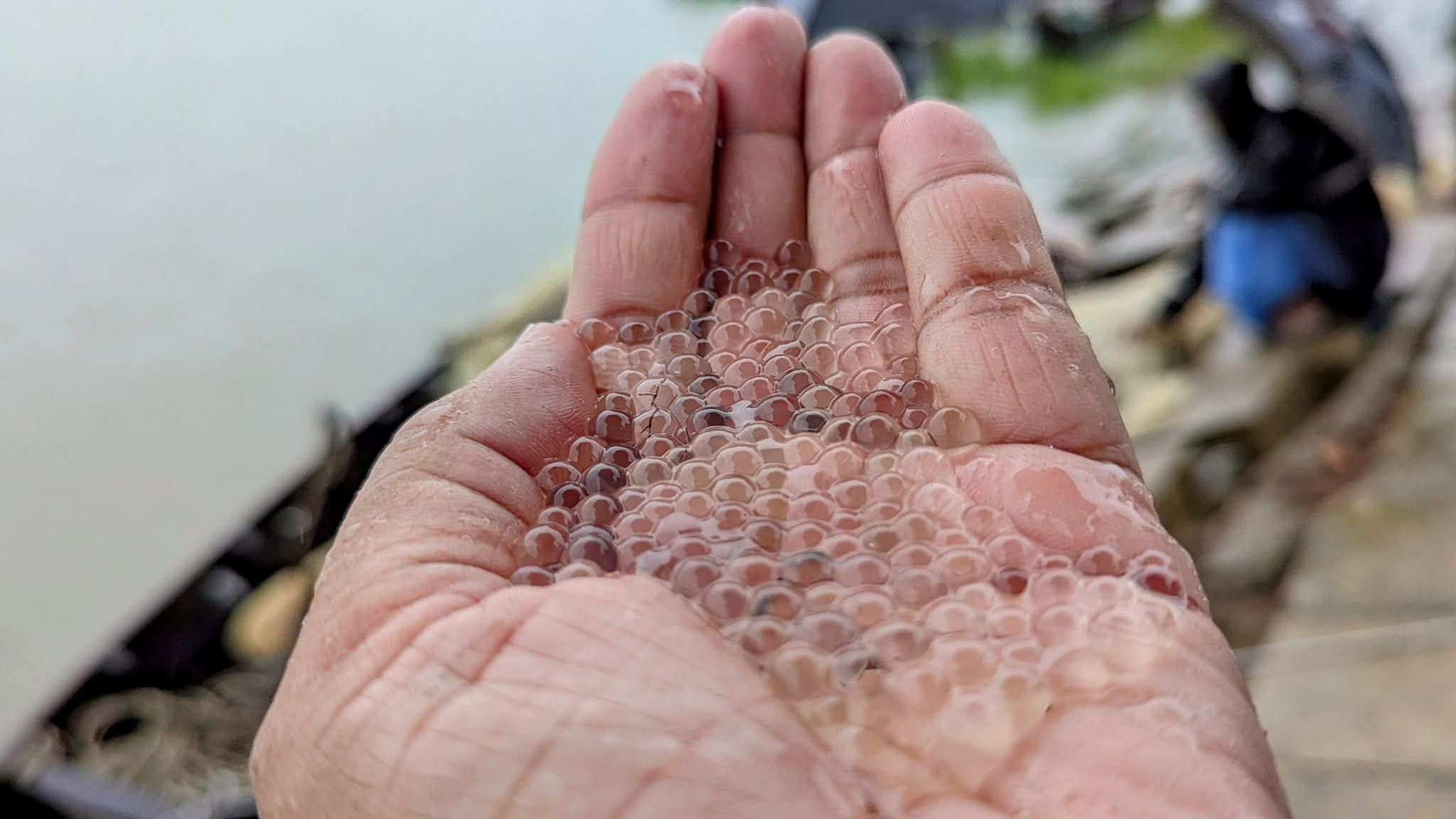 হালদা থেকে ১৪ হাজার কেজি মাছের ডিম সংগ্রহ
