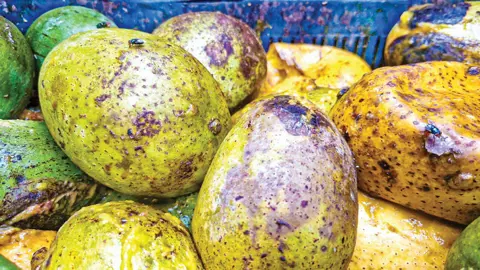 নষ্ট আম দিয়ে তৈরি হচ্ছে নামিদামি কোম্পানির জুস