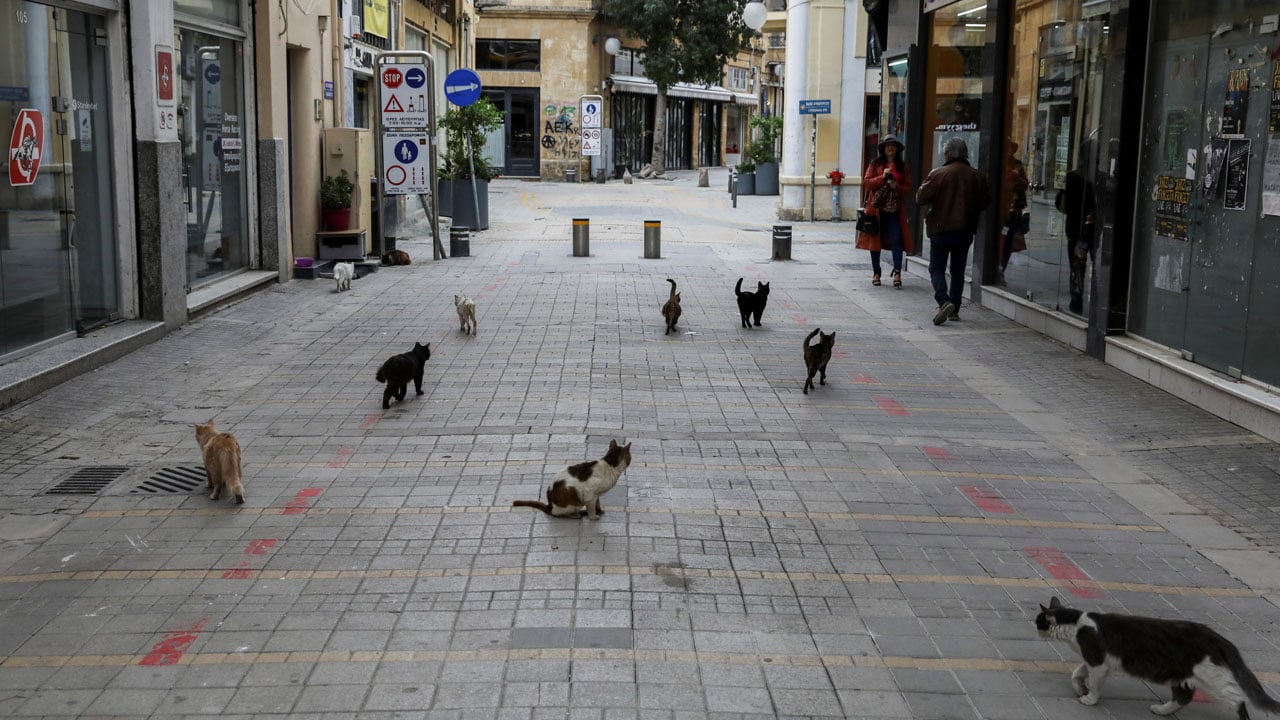 মানুষের চেয়ে বিড়ালের সংখ্যা বেশি যে দেশে
