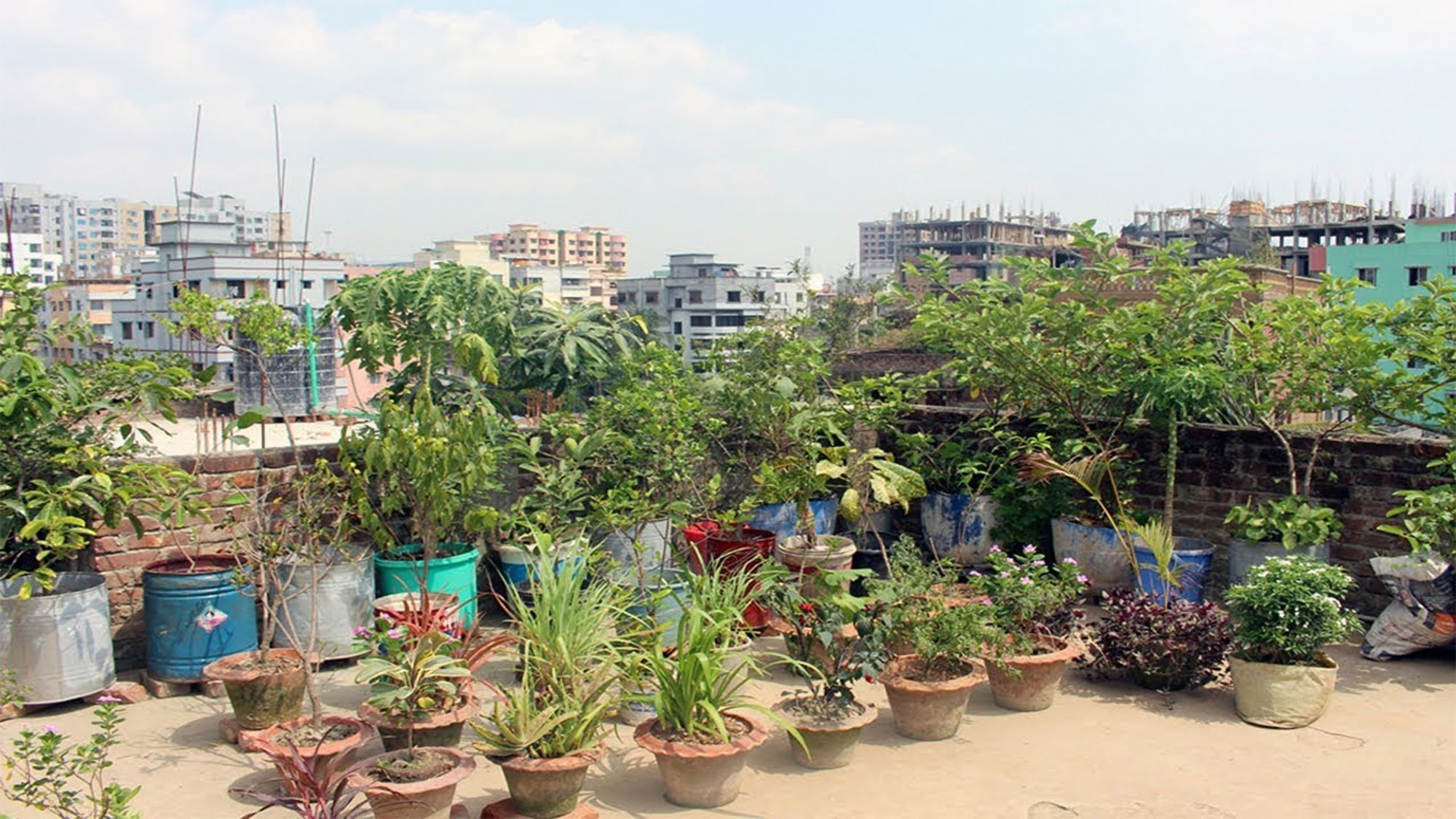 ছাদে ছোট সবুজ উদ্যান