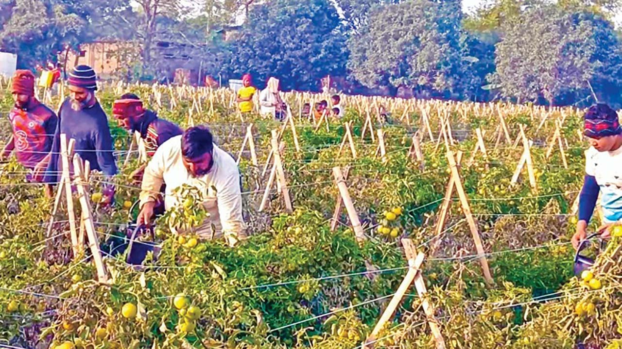 টমেটো চাষে স্বাবলম্বী শিবগঞ্জের জজম আলী
