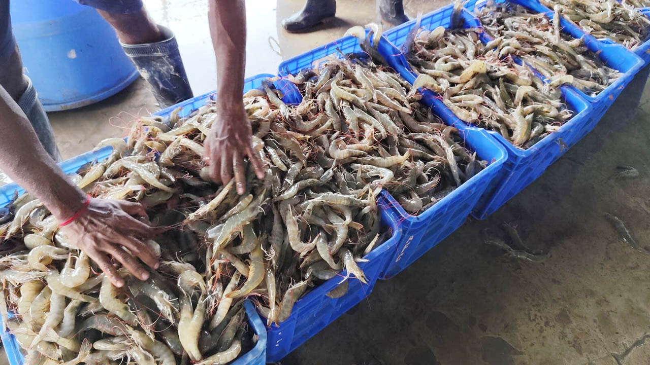 ভেনামিতে ভরসা চিংড়ি চাষিদের
