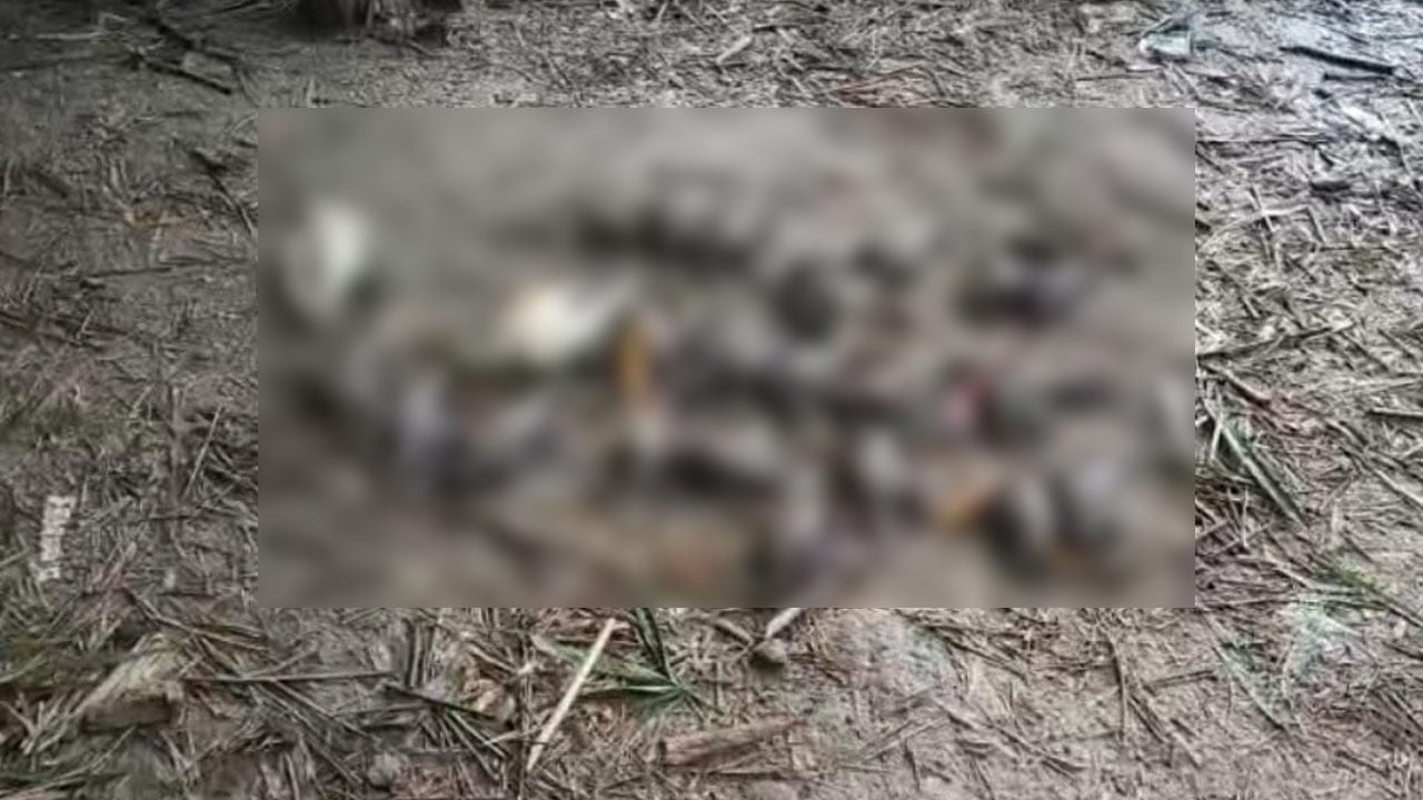 চুয়াডাঙ্গায় বিষ প্রয়োগে পাখি হত্যার ঘটনায় বন বিভাগের মামলা 
