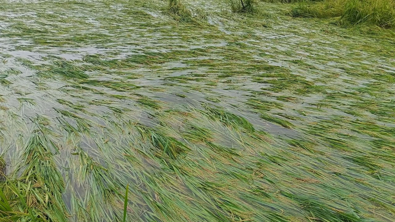 কালবৈশাখী ঝড়ে কুমিল্লায় ৩ হাজার হেক্টর জমির ফসল ক্ষতিগ্রস্ত