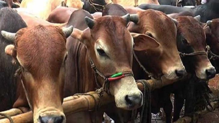 মেরাদিয়ায় এবার বসবে না পশুর হাট: হাইকোর্ট