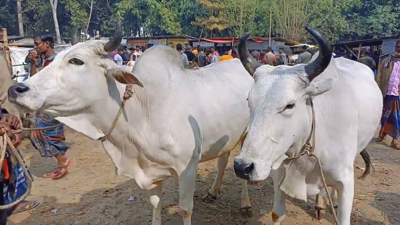 ভারতীয় পশুর প্রবেশ ঠেকাতে সীমান্তে কড়াকড়ি