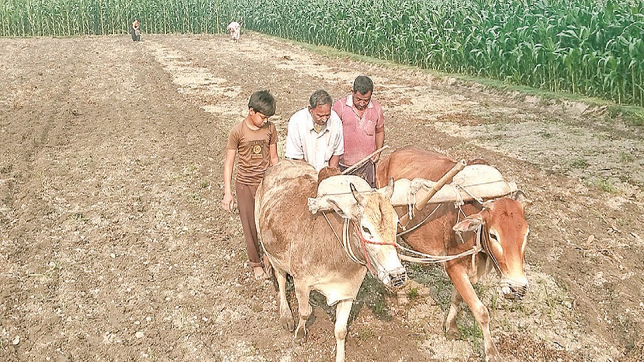 বিলুপ্তির পথে গরু দিয়ে হালচাষ