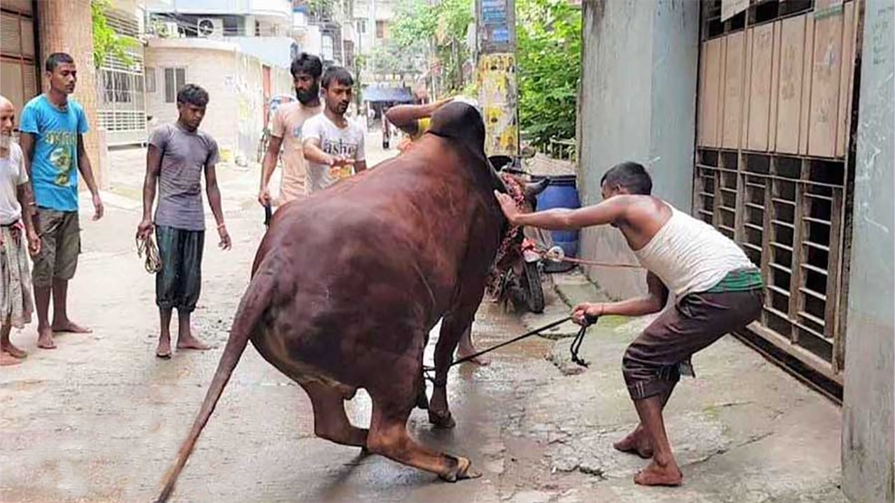 ঈদের দ্বিতীয় দিনেও চলছে পশু কোরবানি