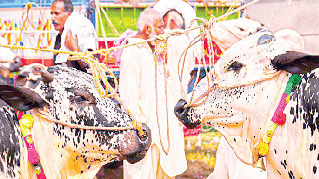 সঠিকভাবে কোরবানির জন্য যা জরুরি