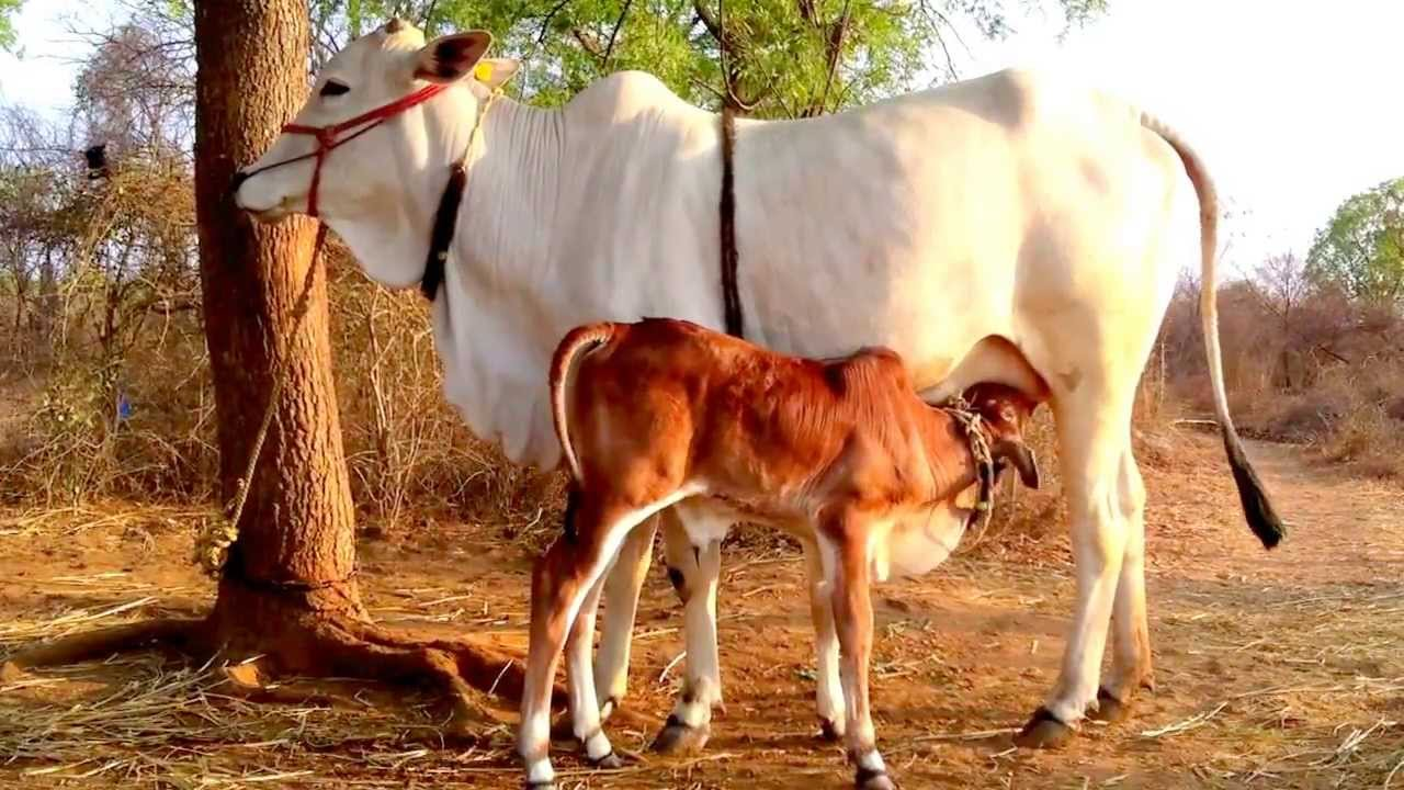 পশ্চিমবঙ্গে প্রকাশ্যে গরু জবাই নিষিদ্ধ করল বিজেপি