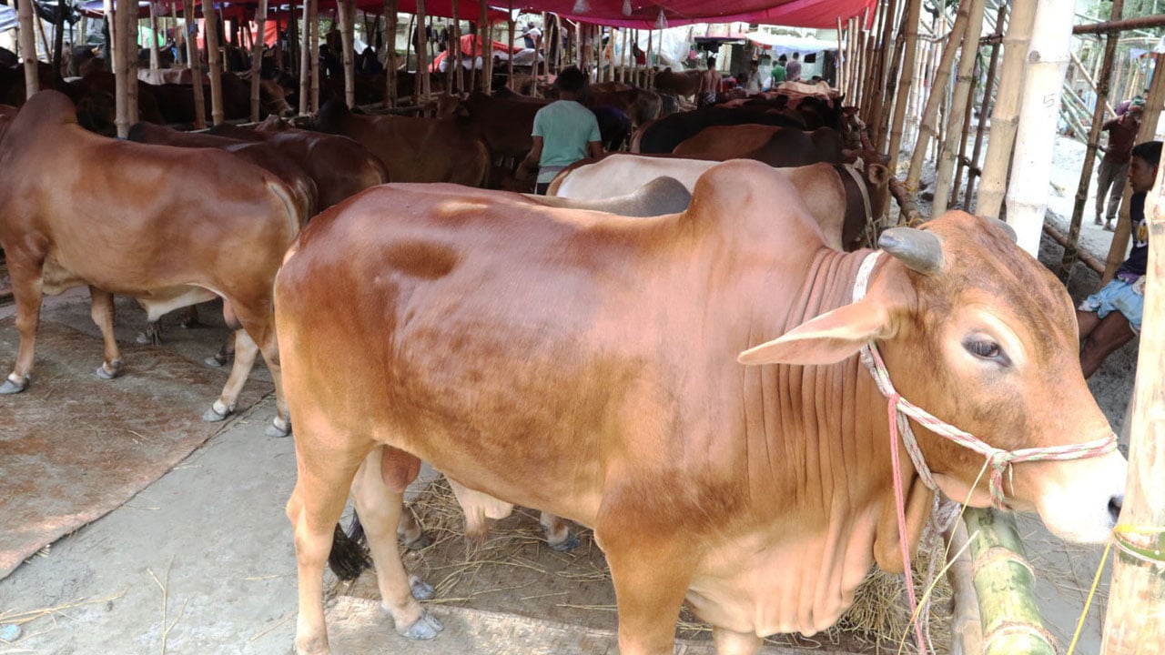 গরুসহ যেসব পশু কোরবানি করা জায়েজ