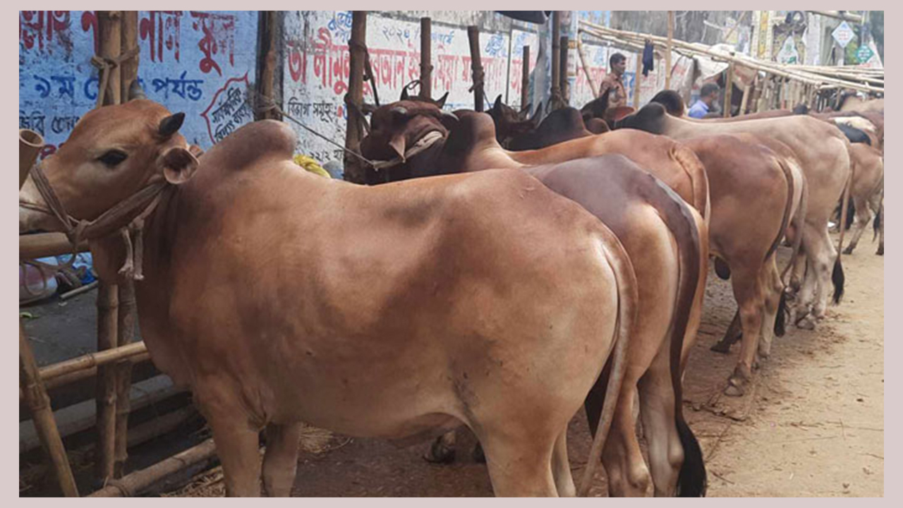 এ বছরে ৯১ লাখের বেশি পশু কোরবানি হয়েছে: প্রাণিসম্পদ অধিদপ্তর