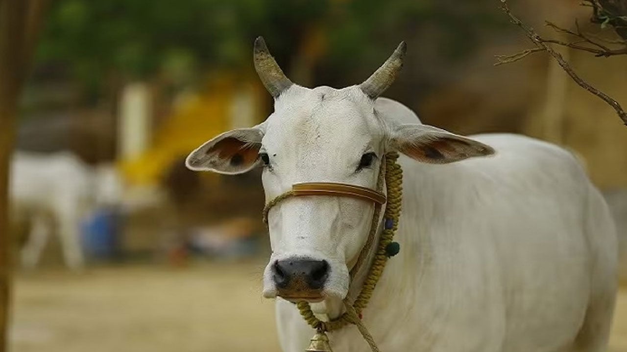 যে কারণে পশ্চিমবঙ্গের মুসলমানদের গরু কোরবানি না দেওয়ার আহ্বান ইমামের