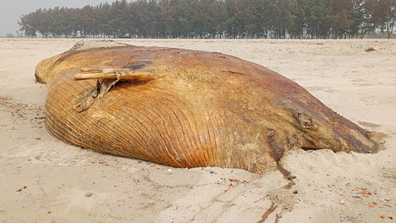 সৈকতে ভেসে আসা মৃত তিমি দুর্গন্ধ ছড়াচ্ছে