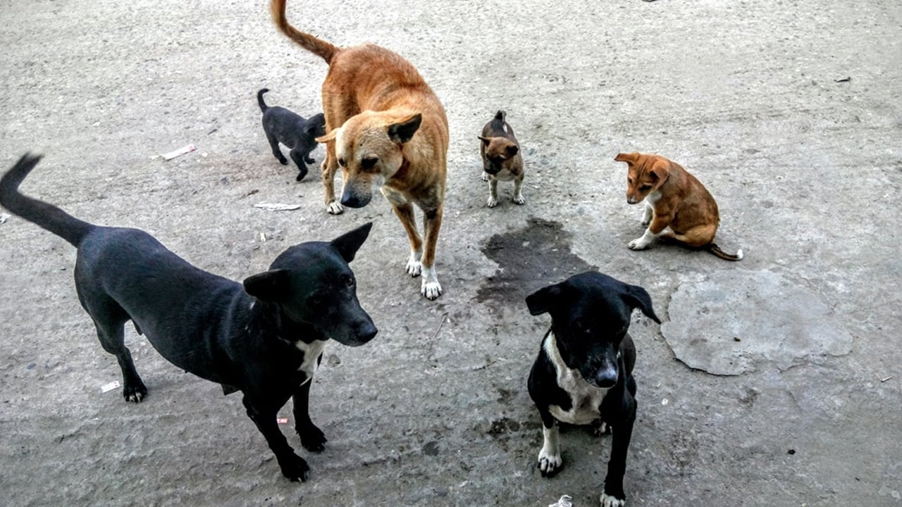 চট্টগ্রামে জলাতঙ্ক নির্মূলে ১৫ হাজার কুকুরকে টিকা