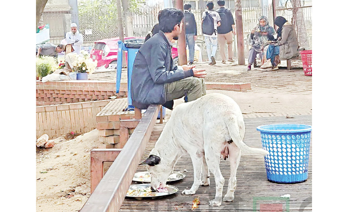 খাওয়ার প্লেটে কুকুরের মুখ