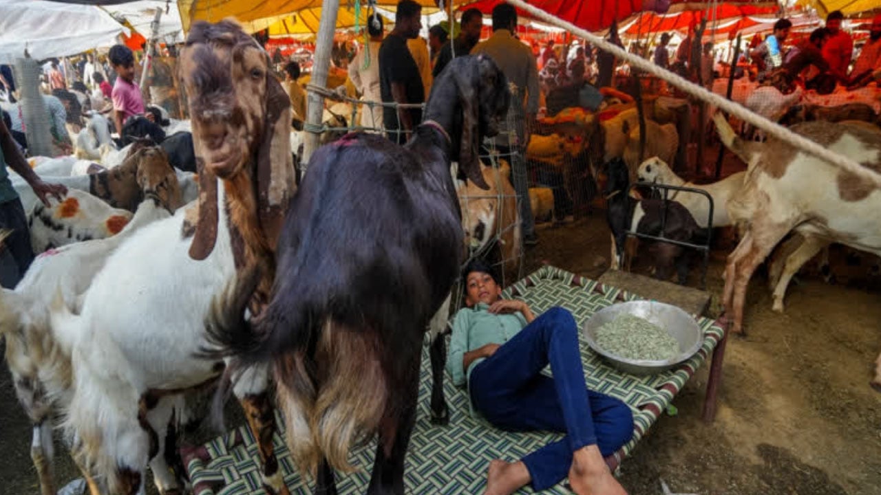 দিল্লিতে পশু কোরবানি নিয়ে কঠোর বিধিনিষেধ