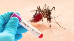 একদিনে ডেঙ্গুতে ৯ জনের মৃত্যু, আক্রান্ত ১৯০২