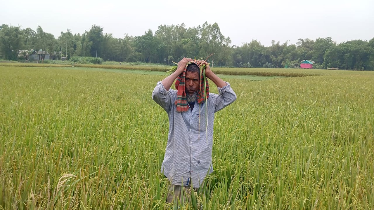 ধামরাইয়ে ইটভাটার বিষাক্ত ধোঁয়ায় পুড়ছে জমির ধান