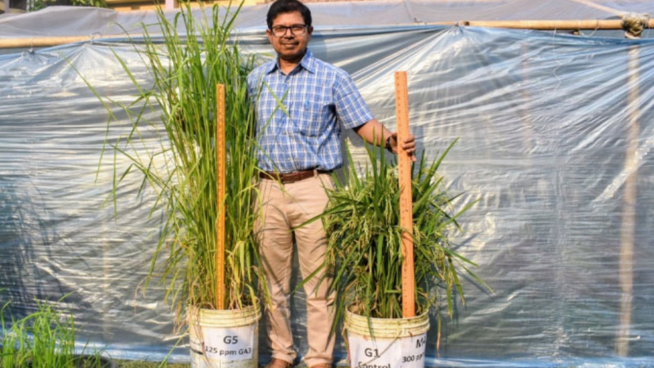 হাবিপ্রবির গবেষণায় উচ্চ ফলনশীল ধান উৎপাদন
