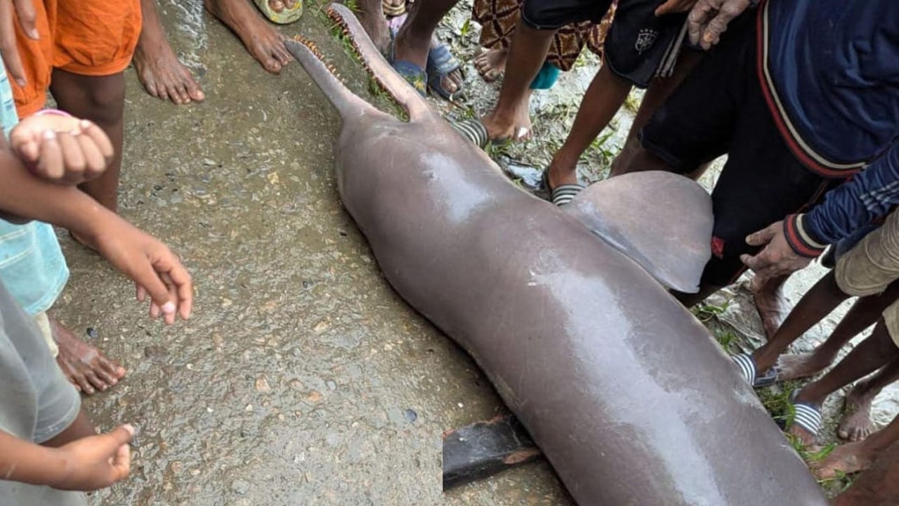 অষ্টগ্রামে বিরল প্রজাতির শুশুক উদ্ধার