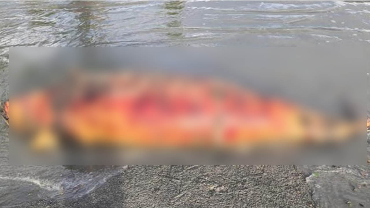 কুয়াকাটা সৈকতে অর্ধগলিত ডলফিনের দুর্গন্ধে অতিষ্ঠ পর্যটকরা