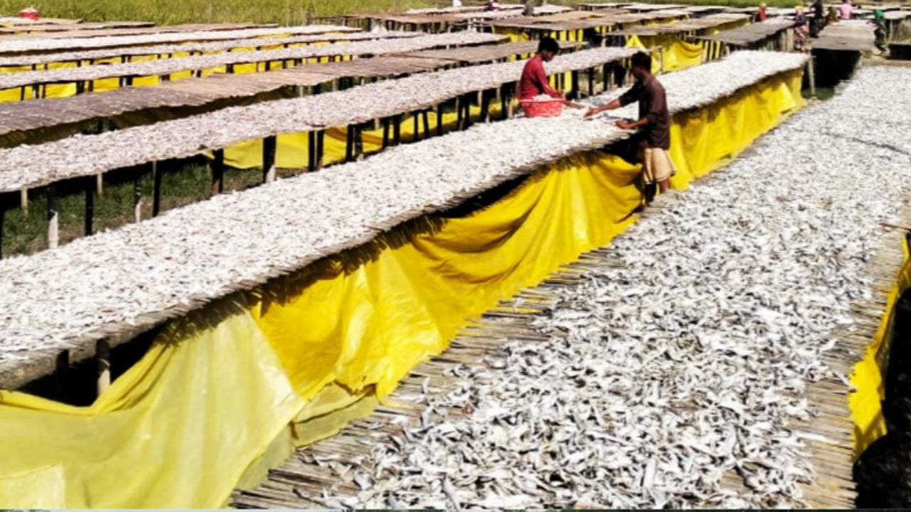 বাঁশখালীর বিষমুক্ত শুঁটকি রপ্তানি হচ্ছে বিদেশে