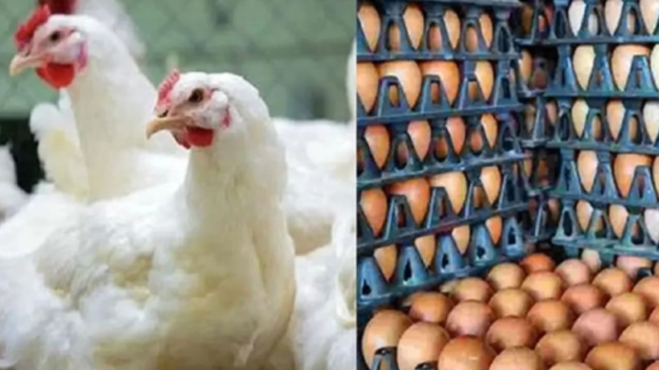 বাংলাদেশ থেকে মুরগি ও ডিম আমদানিতে নিষেধাজ্ঞা সৌদির