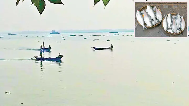 মা ইলিশ ধরার মহোৎসব