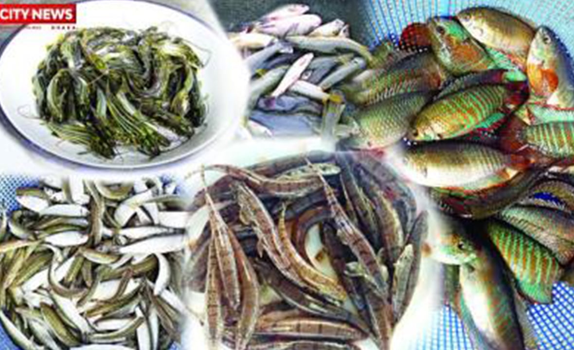বিলুপ্তির ঝুঁকিতে ২৪ শতাংশ মিঠাপানির প্রজাতি