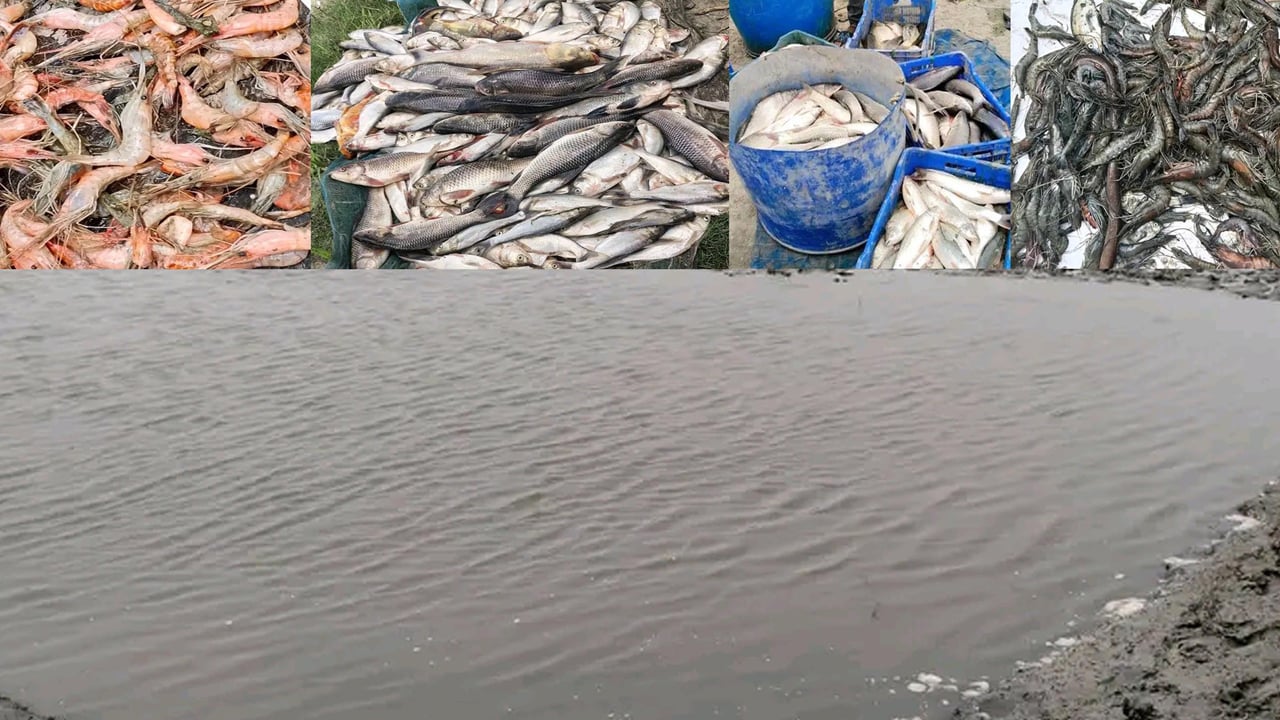 অভয়নগরে ঘেরে বিষ প্রয়োগে মাছ নিধন