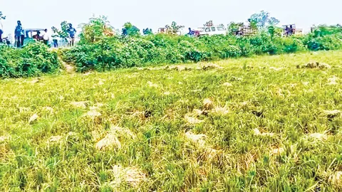 উৎপাদন খরচ না পেয়ে ধান চাষে আগ্রহ হারাচ্ছেন কৃষক