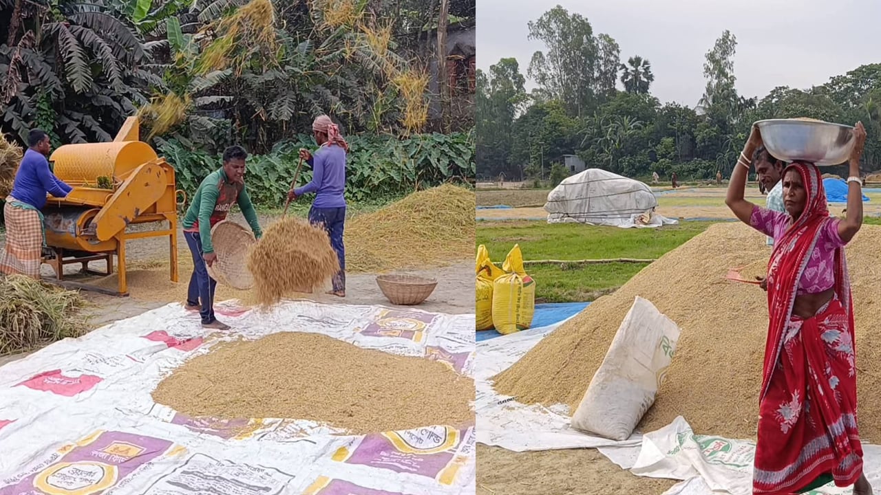 হাওরে বোরো ধান মাড়াইয়ে ব্যস্ত কৃষক-কৃষাণীরা