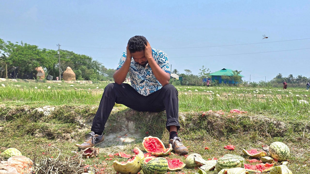 তরমুজ চাষিদের মাথায় হাত, ঝুঁকিতে শতকোটি টাকার মূলধন