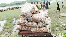 ১৭ মণ পচা ও রং মেশানো মাছ গর্তে পুঁতে ফেলল প্রশাসন